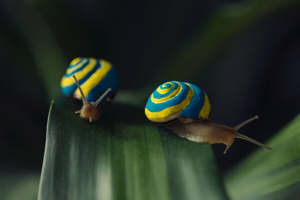 Deux escargots sur une feuille