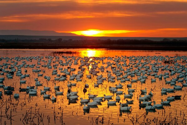 Lago con cigni al tramonto