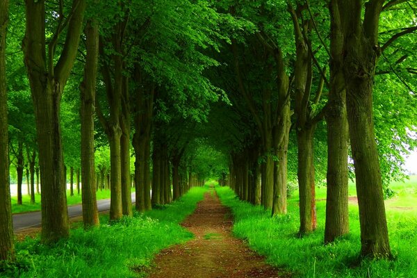 A path through lush greenery. Forest