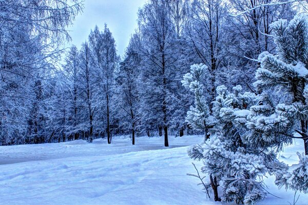 Decoración de nieve del bosque de invierno