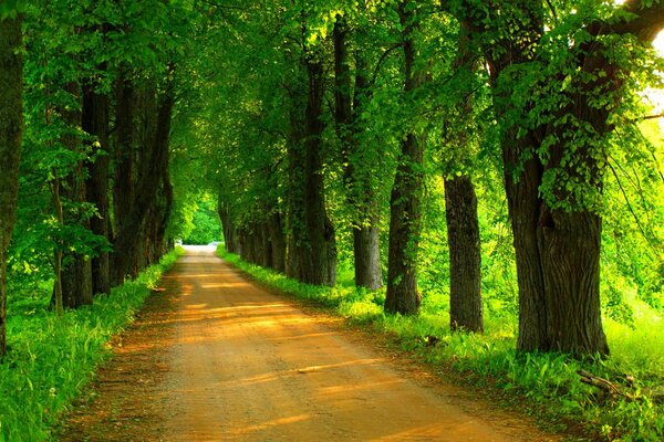 Passeggiata primaverile nel parco verde