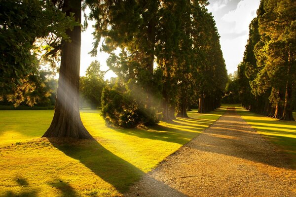 Paseo de los árboles para pasear por el parque