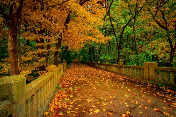 Promenade sur le pont en automne chute des feuilles