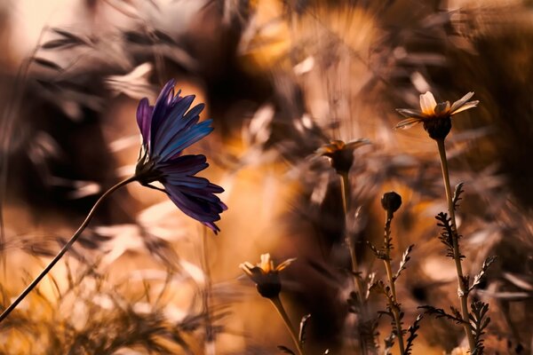 Sobre un fondo borroso una flor multicolor