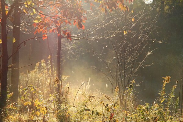 Herbstwald im Dunst in gedämpften Farben