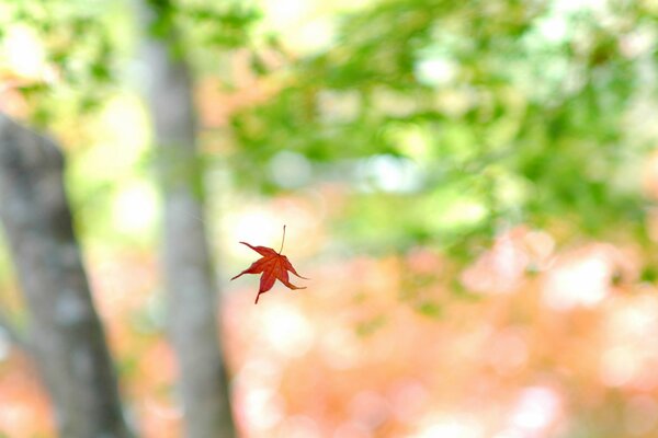 Maple autumn leaf in the fall on a blurry greenish background