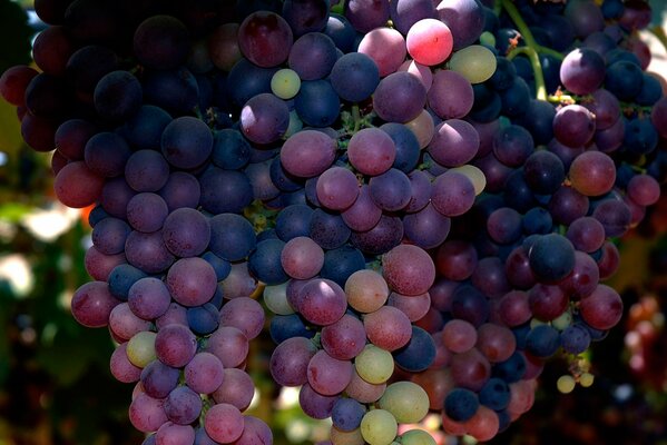 A bunch of colorful grapes on a branch