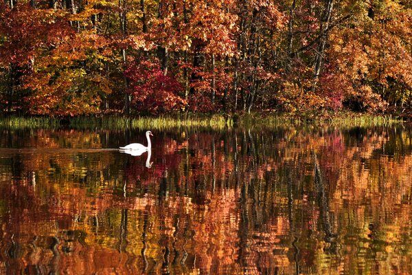 Cigno bianco che galleggia sul lago in autunno