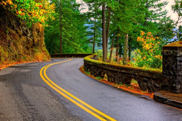 Mountain road hidden in a tree grove