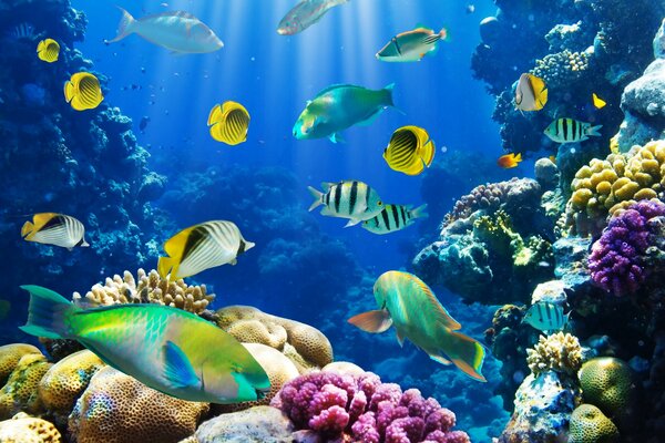 The underwater world of the ocean and reefs