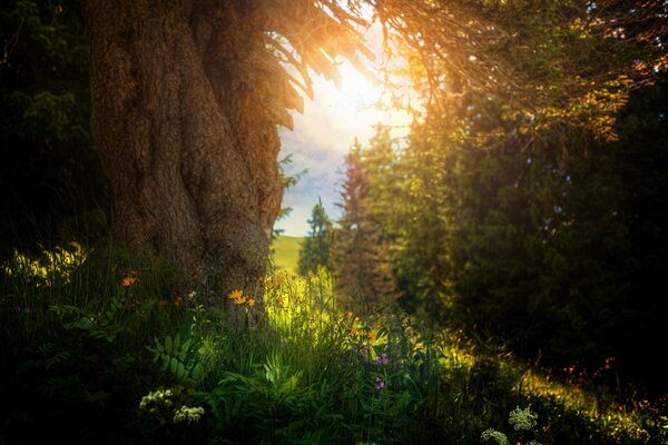 I raggi del sole si fanno strada attraverso la foglia degli alberi sopra il prato