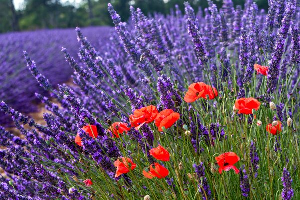 Poppies and lavender in the photo field with blur