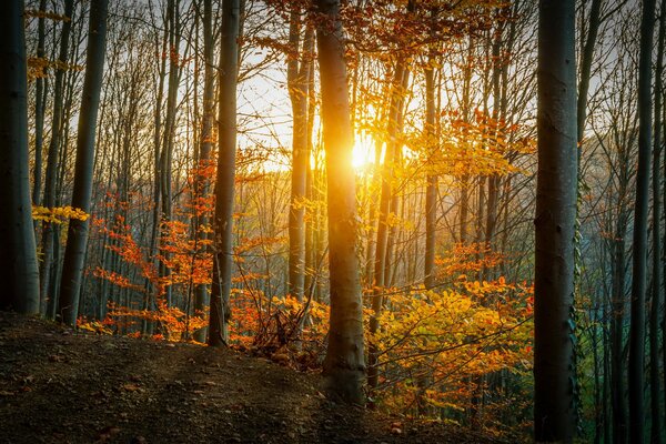 Autumn nature , yellow leaves and the rays of the sun breaking through the yellowed foliage