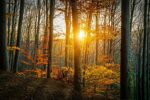 Jesienna Przyroda, żółte liście i promienie słońca przebijające się przez pożółkłe liście