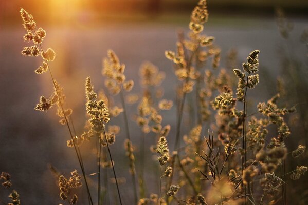 Ährchen in der Sonne bei Sonnenuntergang