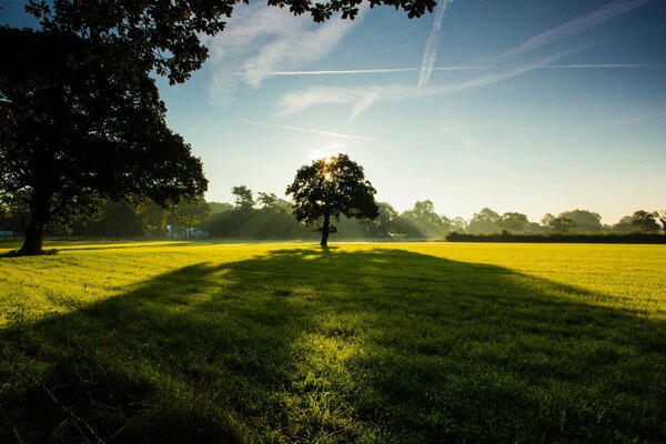 Ein einsamer Baum auf einem grünen Feld