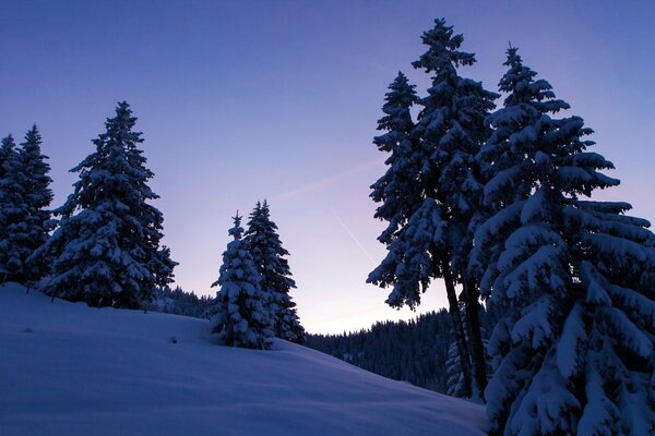 Arbres debout dans la neige sur une colline