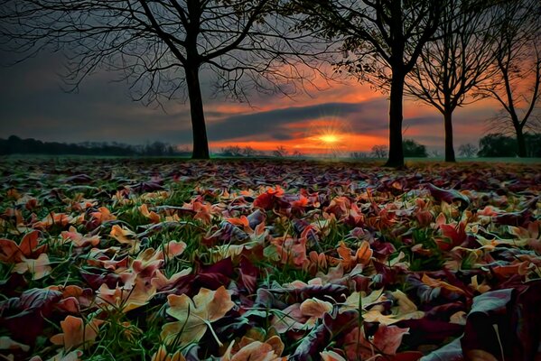 Beautiful autumn landscape , fallen leaves from trees on the background of a crimson sunset