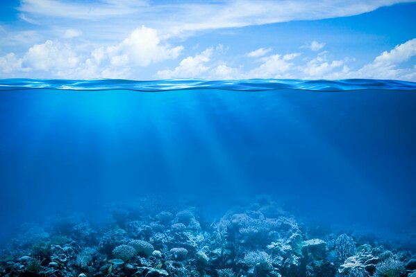 Arrecife de Coral bajo el agua