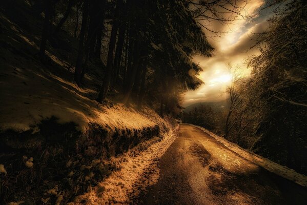 Route enneigée entre les arbres