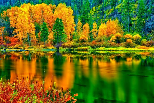 Forêt d automne sur une pente en face du lac