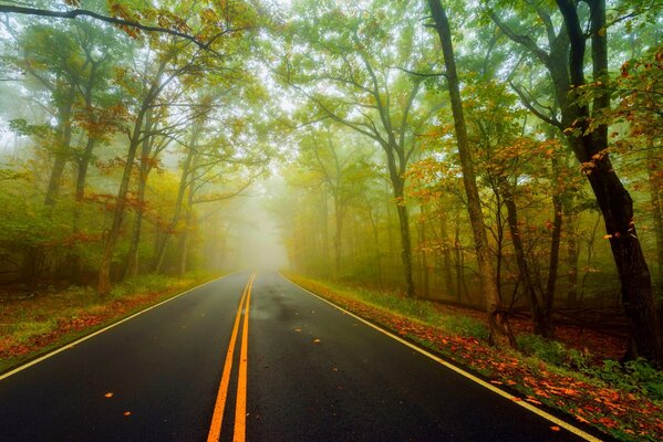 Herbstliche Natur, die Straße geht in den Nebel