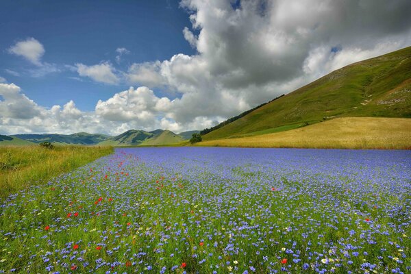 Italien, ein blühendes Feld in Blumen