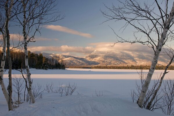 Bouleau blanc sur fond de paysage d hiver