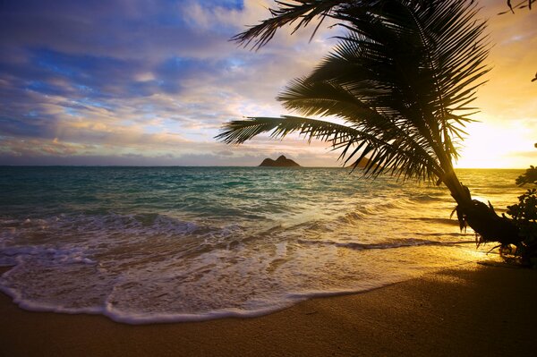 Costa del mare ai tropici sullo sfondo del tramonto