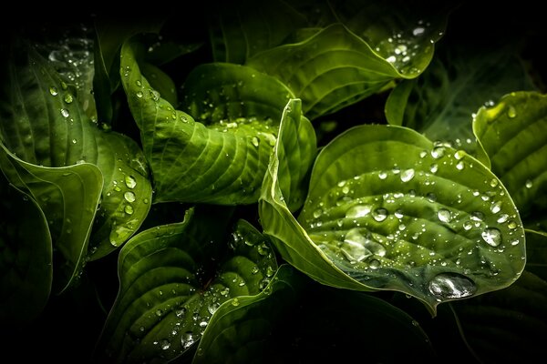 Grandes hojas verdes con gotas de rocío