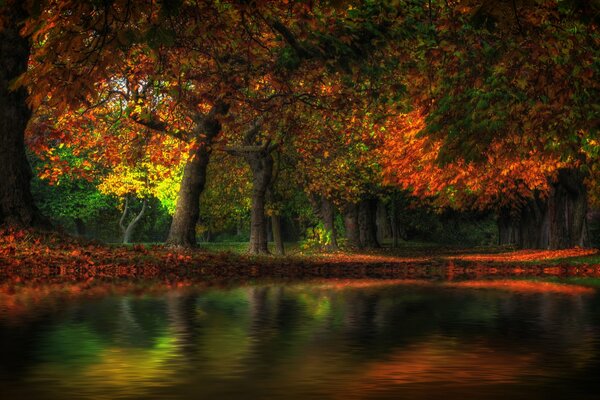 Pond in a colorful forest