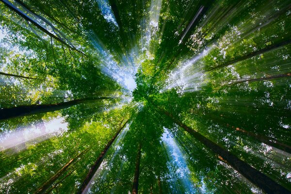 The crown of trees under the rays of light