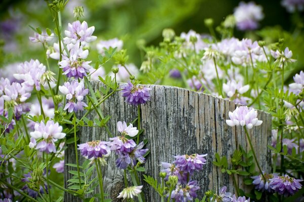 A stump among lilac flowers