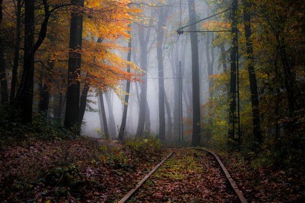 Brouillard mystique dans la forêt d automne