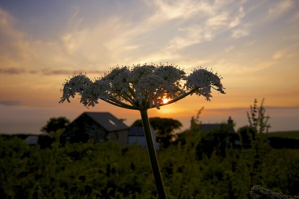 July landscape of the village at sunset