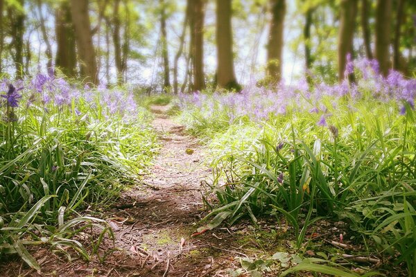 Sentier avec des fleurs dans la forêt d été