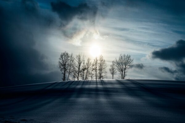 Trees on a hill, under the moon