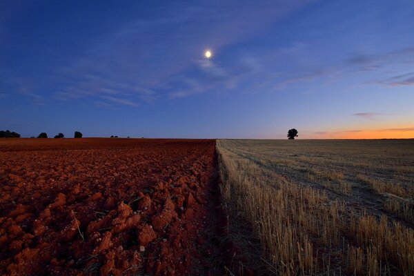 Campo cielo horizonte árboles