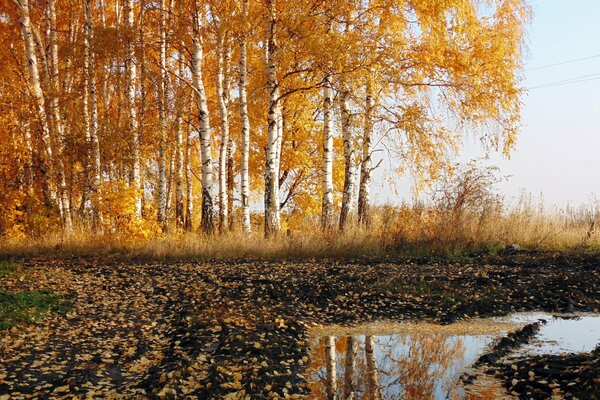 Golden birch forest in autumn