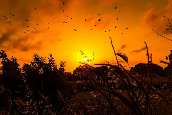 Aufgehende Sonne, aufwachende Vogelnatur und Gras