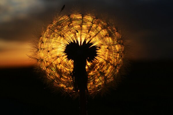 Dandelion on the background of the setting sun