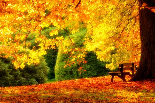 A bench for relaxing in the autumn forest
