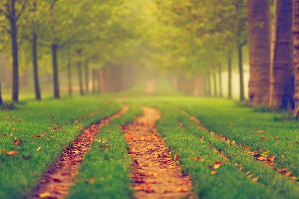 Parco, alberi autunnali fogliame non ancora caduto sui sentieri e caldo clima autunnale