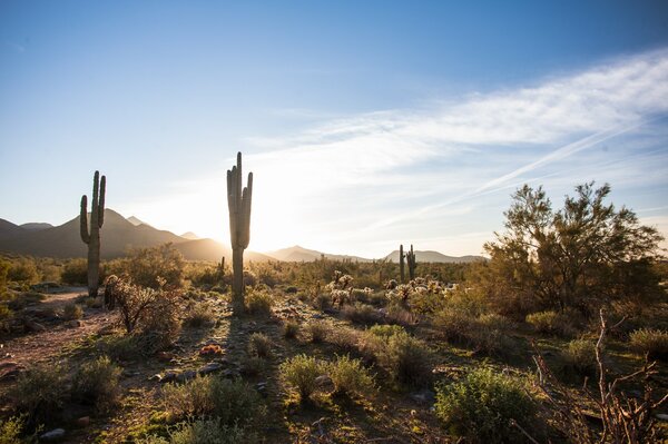 Arizona USA cacti in the desert under a blue sky