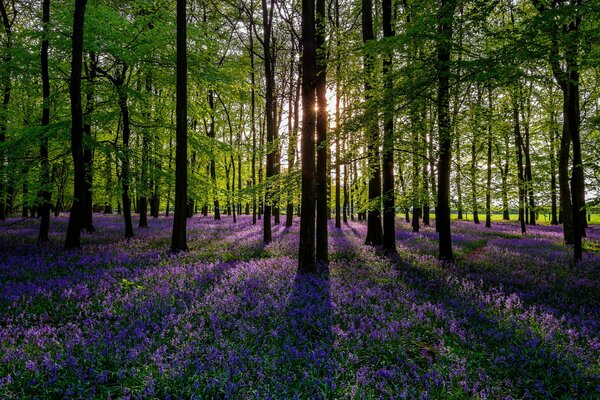 Purple spring flowers in the forest