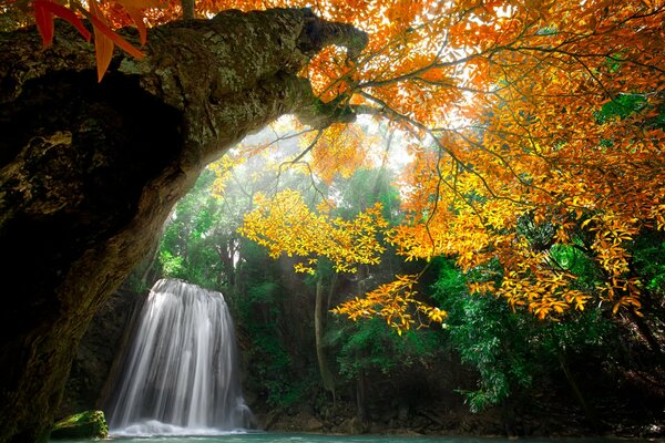 Bäume auf einem Wasserfall Hintergrund