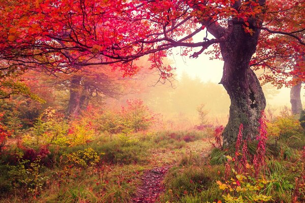 Hojas rojas de otoño en el árbol