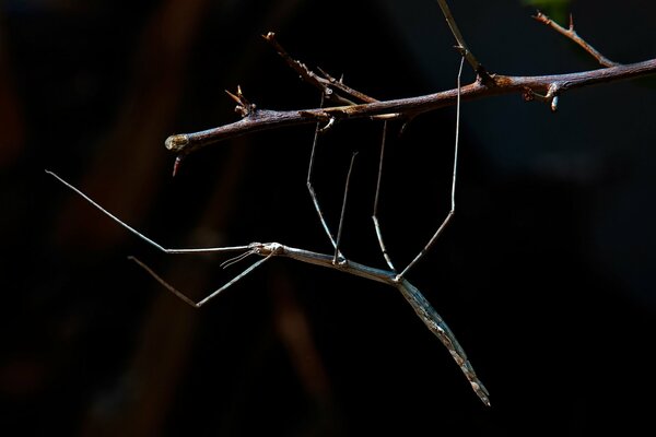 Insecte bâton sur une branche