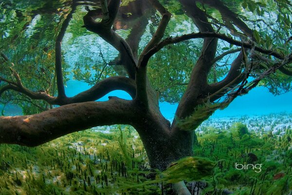 Alter Baum unter Wasser und Algen