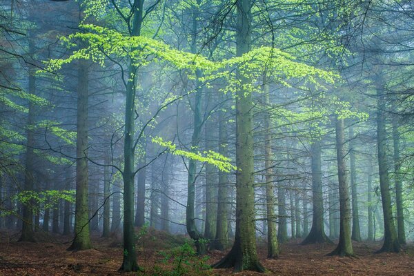 Matin brumeux dans la forêt